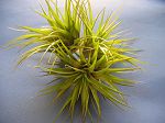 TILLANDSIA : AERANTHOS